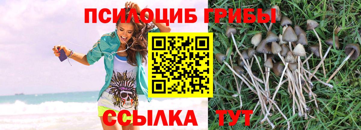Лысьва  Псилоцибиновые грибы Psilocybe  Вход с VPN 
